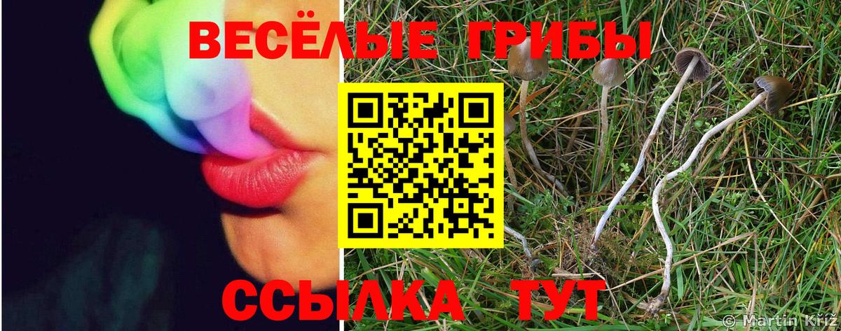 Псилоцибиновые грибы MAGIC MUSHROOMS  магазин продажи   Абинск  Вход с VPN 